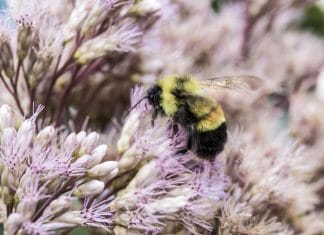 Obama put bumblebees on the endangered species list—and Trump's EPA is likely to let them keep dying