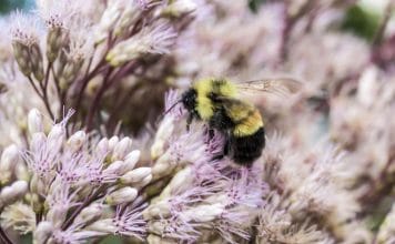 Obama put bumblebees on the endangered species list—and Trump's EPA is likely to let them keep dying