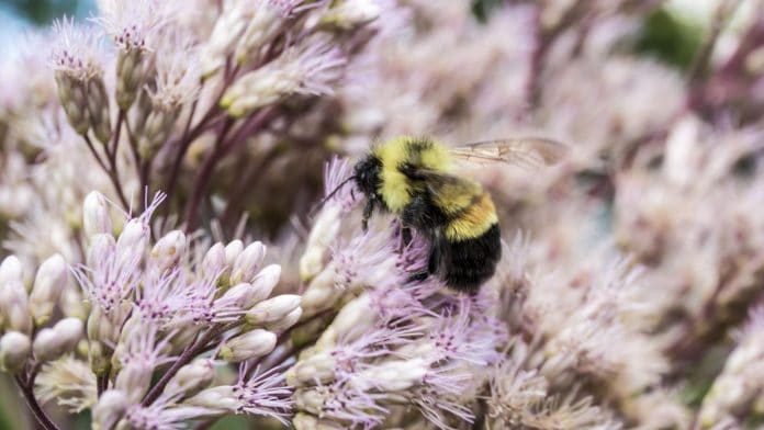 Obama put bumblebees on the endangered species list—and Trump's EPA is likely to let them keep dying