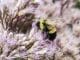 Obama put bumblebees on the endangered species list—and Trump's EPA is likely to let them keep dying