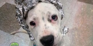 Oklahoma Animal Shelter invites people instead of Area 51