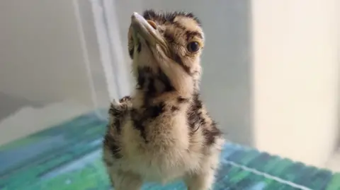 Desert National Park A great Indian bustard chick photographed at the breeding centre