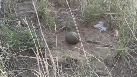 Desert National Park A great Indian bustard egg lies on the ground in the wild