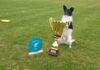 Flying Cake Beza: shelter dog crowned European frisbee champion