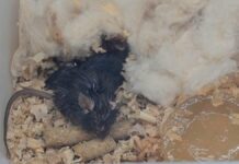 Four mice brought back to Earth from China's space station