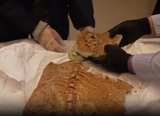 France returns 70-million-year-old dinosaur fossils to Mongolia