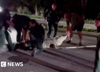 Moment officers wrangle 600lb alligator from Florida road