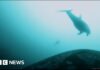 Cameras on killer whales record first evidence of joint hunt with dolphins