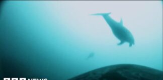 Cameras on killer whales record first evidence of joint hunt with dolphins