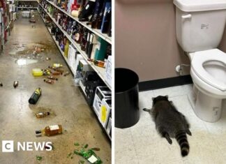 From booze to black belts: Virginia's drunk raccoon suspected in karate shop break-in