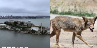 Stay or go – what's next for coyote that escaped to Alcatraz?