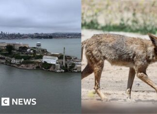 Stay or go – what's next for coyote that escaped to Alcatraz?
