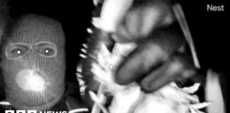 DNA found on glove appearing to match those in Nancy Guthrie suspect video