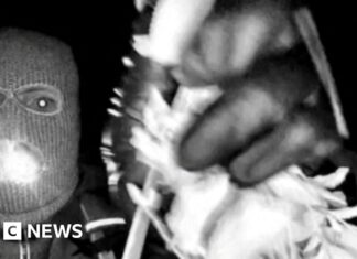 DNA found on glove appearing to match those in Nancy Guthrie suspect video