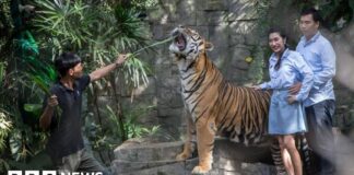 Probe under way after illness kills 72 tigers in Thai tourist park