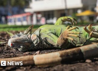 Watch: Florida iguanas are 'cold stunned' and falling from trees
