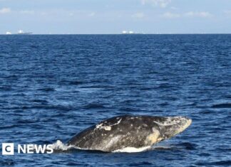 Young gray whale dies after swimming up river in Washington state