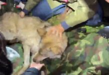 Escaped wolf Neukgu captured after nine-day search in South Korea