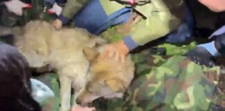 Escaped wolf Neukgu captured after nine-day search in South Korea