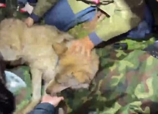 Escaped wolf Neukgu captured after nine-day search in South Korea