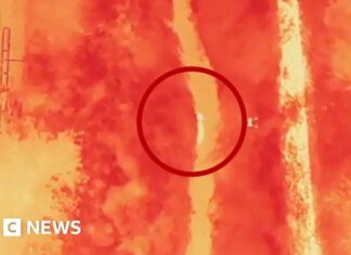 Moment wolf on the run in South Korea is found