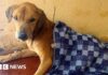 Dozens of dogs rescued and suspect arrested in Uganda after BBC investigation