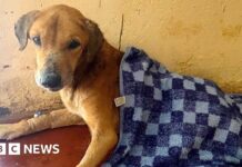 Dozens of dogs rescued and suspect arrested in Uganda after BBC investigation