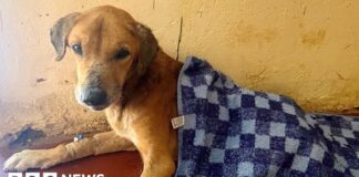 Dozens of dogs rescued and suspect arrested in Uganda after BBC investigation