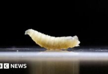 US plans to fight flesh-eating screwworm outbreak with flies and dogs