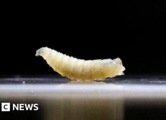 US plans to fight flesh-eating screwworm outbreak with flies and dogs