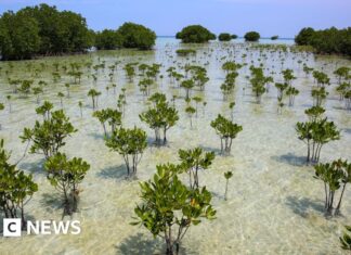 Mangrove forests are healing after decades of human destruction