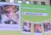 Blocked by censors, China's animal lovers take fight against abuse offline and overseas