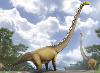 New dinosaur species as long as cricket pitch discovered in Thailand